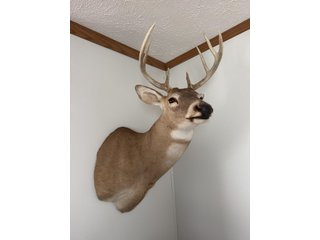Property photo 40 - TIMED ONLINE ONLY PERSONAL PROPERTY AUCTION IN STEUBEN COUNTY, INDIANA