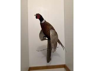 Property photo 72 - TIMED ONLINE ONLY PERSONAL PROPERTY AUCTION IN STEUBEN COUNTY, INDIANA