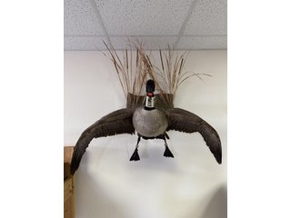 Property photo 89 - TIMED ONLINE ONLY PERSONAL PROPERTY AUCTION IN STEUBEN COUNTY, INDIANA