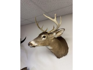Property photo 92 - TIMED ONLINE ONLY PERSONAL PROPERTY AUCTION IN STEUBEN COUNTY, INDIANA