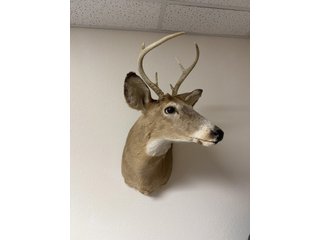 Property photo 93 - TIMED ONLINE ONLY PERSONAL PROPERTY AUCTION IN STEUBEN COUNTY, INDIANA