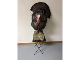 Property photo 142 - TIMED ONLINE ONLY PERSONAL PROPERTY AUCTION IN STEUBEN COUNTY, INDIANA
