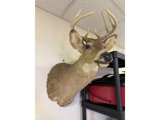 Property photo 191 - TIMED ONLINE ONLY PERSONAL PROPERTY AUCTION IN STEUBEN COUNTY, INDIANA
