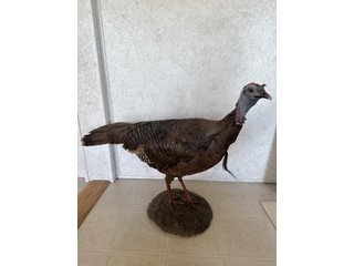 Property photo 399 - TIMED ONLINE ONLY PERSONAL PROPERTY AUCTION IN STEUBEN COUNTY, INDIANA