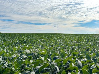 Property photo 15 - LAND AUCTION - 269+/- ACRES OFFERED IN 5 TRACTS IN PEORIA COUNTY, ILLINOIS