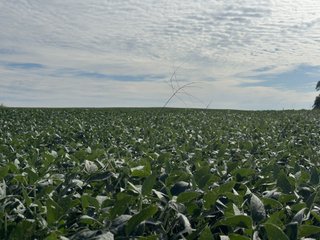 Property photo 16 - LAND AUCTION - 269+/- ACRES OFFERED IN 5 TRACTS IN PEORIA COUNTY, ILLINOIS