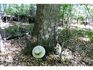 Property photo 8 - LAND AUCTION - 120+/-ACRES OFFERED IN 5 TRACTS IN CASS COUNTY, INDIANA