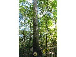 Property photo 14 - LAND AUCTION - 120+/-ACRES OFFERED IN 5 TRACTS IN CASS COUNTY, INDIANA