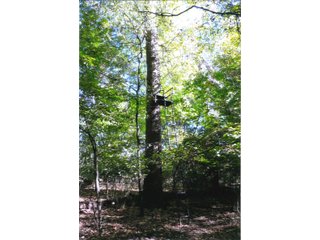 Property photo 15 - LAND AUCTION - 120+/-ACRES OFFERED IN 5 TRACTS IN CASS COUNTY, INDIANA