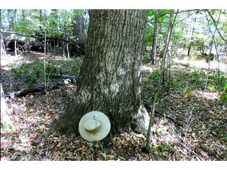 Property photo 16 - LAND AUCTION - 120+/-ACRES OFFERED IN 5 TRACTS IN CASS COUNTY, INDIANA