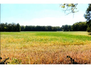 Property photo 17 - LAND AUCTION - 120+/-ACRES OFFERED IN 5 TRACTS IN CASS COUNTY, INDIANA