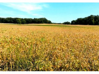 Property photo 18 - LAND AUCTION - 120+/-ACRES OFFERED IN 5 TRACTS IN CASS COUNTY, INDIANA