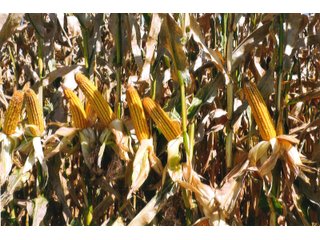 Property photo 19 - LAND AUCTION - 120+/-ACRES OFFERED IN 5 TRACTS IN CASS COUNTY, INDIANA