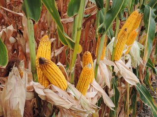 Property photo 2 - FARMLAND AUCTION - 84.9+/- ACRES OFFERED IN 3 TRACTS IN RANDOLPH COUNTY, INDIANA