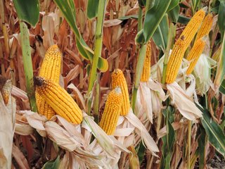 Property photo 8 - FARMLAND AUCTION - 84.9+/- ACRES OFFERED IN 3 TRACTS IN RANDOLPH COUNTY, INDIANA