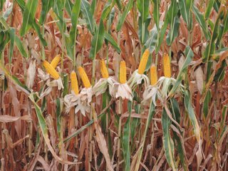 Property photo 7 - FARMLAND AUCTION - 84.9+/- ACRES OFFERED IN 3 TRACTS IN RANDOLPH COUNTY, INDIANA