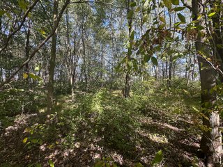 Property photo 74 - REAL ESTATE AUCTION - 10.276+/- ACRES OFFERED IN 2 TRACTS IN ALLEN COUNTY, INDIANA