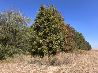Property photo 76 - REAL ESTATE AUCTION - 10.276+/- ACRES OFFERED IN 2 TRACTS IN ALLEN COUNTY, INDIANA