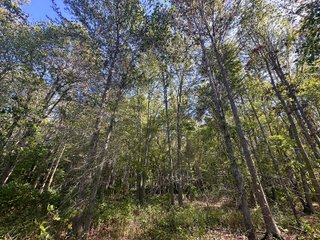Property photo 80 - REAL ESTATE AUCTION - 10.276+/- ACRES OFFERED IN 2 TRACTS IN ALLEN COUNTY, INDIANA