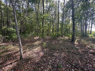 Property photo 81 - REAL ESTATE AUCTION - 10.276+/- ACRES OFFERED IN 2 TRACTS IN ALLEN COUNTY, INDIANA