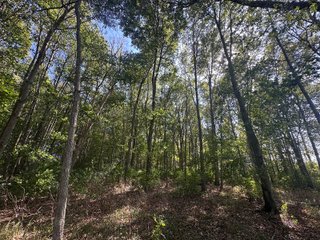 Property photo 82 - REAL ESTATE AUCTION - 10.276+/- ACRES OFFERED IN 2 TRACTS IN ALLEN COUNTY, INDIANA