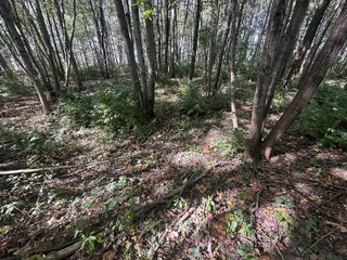 Property photo 88 - REAL ESTATE AUCTION - 10.276+/- ACRES OFFERED IN 2 TRACTS IN ALLEN COUNTY, INDIANA