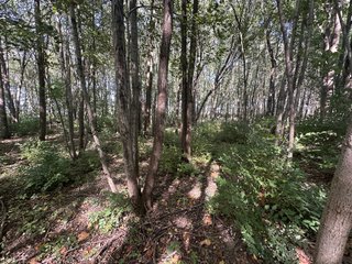 Property photo 89 - REAL ESTATE AUCTION - 10.276+/- ACRES OFFERED IN 2 TRACTS IN ALLEN COUNTY, INDIANA