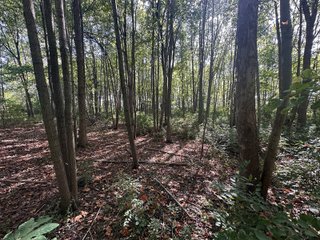 Property photo 91 - REAL ESTATE AUCTION - 10.276+/- ACRES OFFERED IN 2 TRACTS IN ALLEN COUNTY, INDIANA