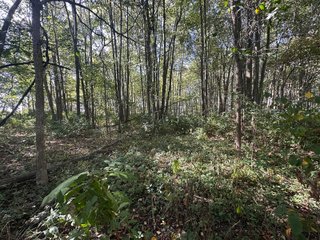 Property photo 93 - REAL ESTATE AUCTION - 10.276+/- ACRES OFFERED IN 2 TRACTS IN ALLEN COUNTY, INDIANA