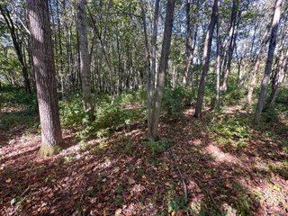 Property photo 94 - REAL ESTATE AUCTION - 10.276+/- ACRES OFFERED IN 2 TRACTS IN ALLEN COUNTY, INDIANA