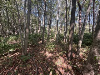Property photo 95 - REAL ESTATE AUCTION - 10.276+/- ACRES OFFERED IN 2 TRACTS IN ALLEN COUNTY, INDIANA