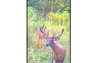 Property photo 22 - LAND AUCTION - 41+/- ACRES OFFERED IN 2 TRACTS IN HILLSDALE COUNTY, MICHIGAN