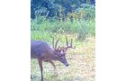 Property photo 23 - LAND AUCTION - 41+/- ACRES OFFERED IN 2 TRACTS IN HILLSDALE COUNTY, MICHIGAN