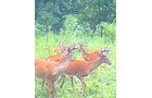Property photo 2 - LAND AUCTION - 41+/- ACRES OFFERED IN 2 TRACTS IN HILLSDALE COUNTY, MICHIGAN