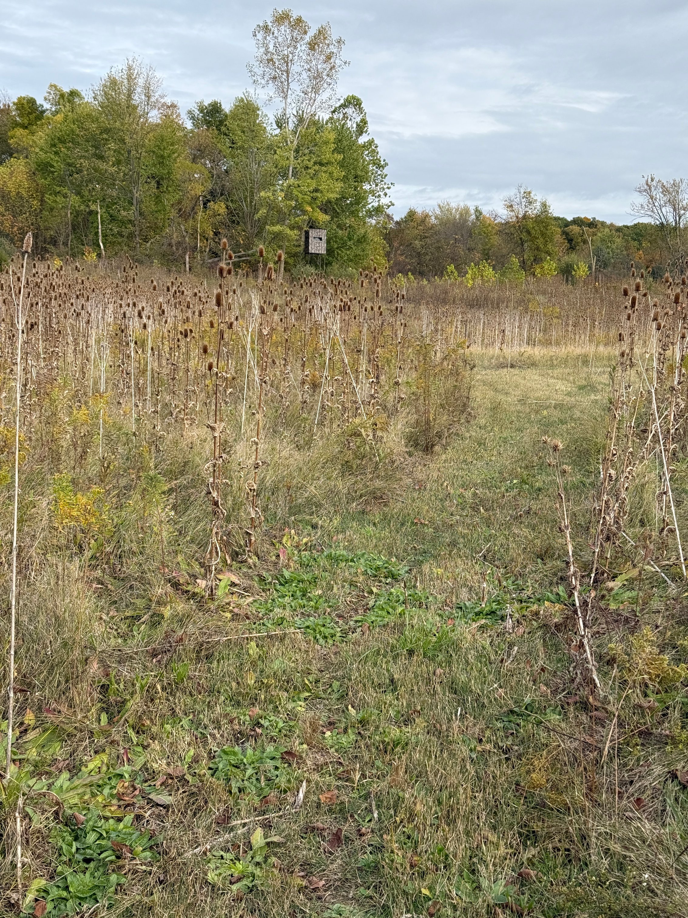 Property photo 10 - LAND AUCTION - 41+/- ACRES OFFERED IN 2 TRACTS IN HILLSDALE COUNTY, MICHIGAN
