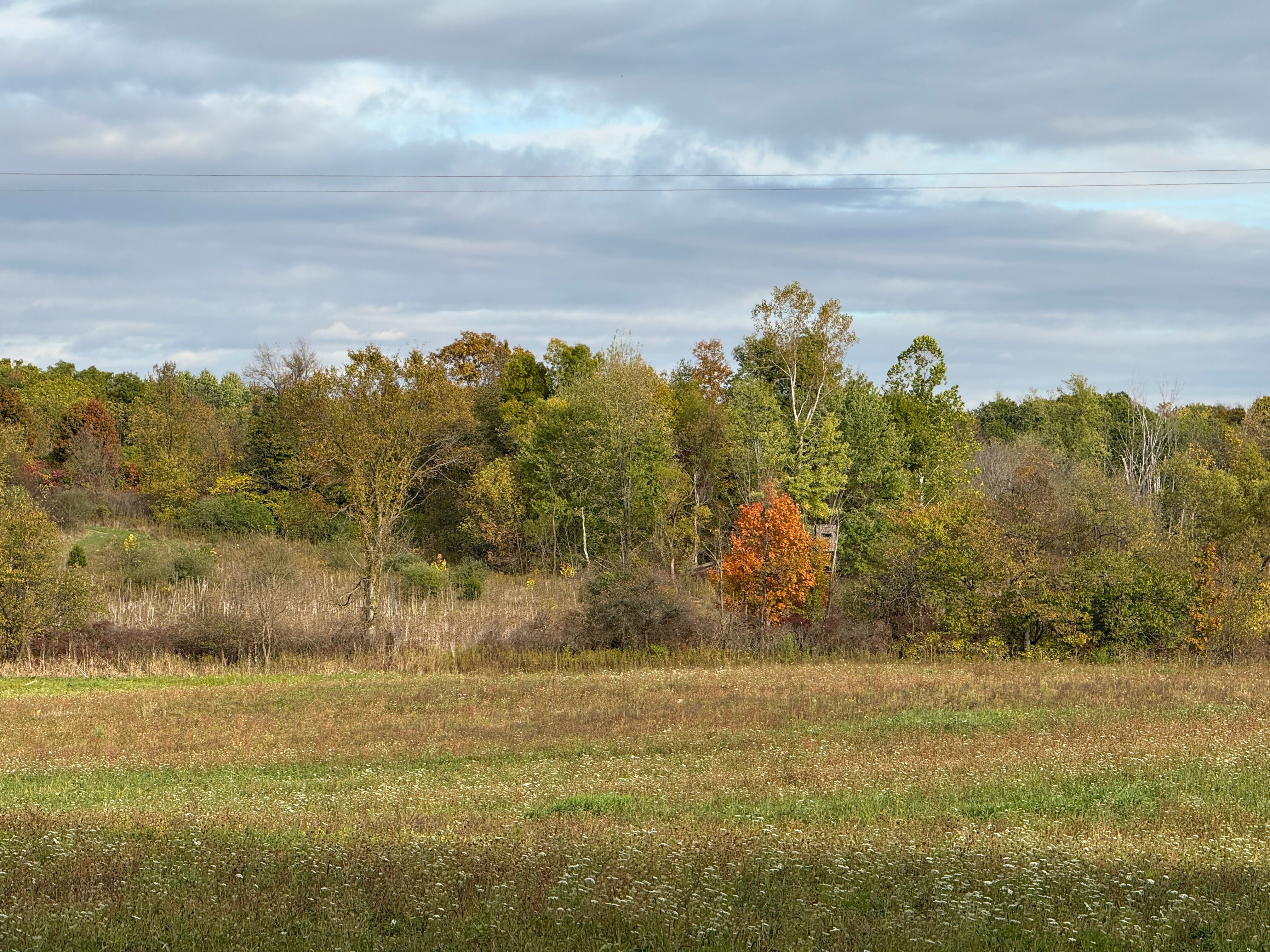 Property photo 20 - LAND AUCTION - 41+/- ACRES OFFERED IN 2 TRACTS IN HILLSDALE COUNTY, MICHIGAN