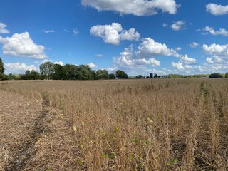 Property photo 21 - FARMLAND AUCTION - 80+/- ACRES OFFERED IN 4 TRACTS IN LAGRANGE COUNTY, INDIANA