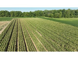 Property photo 8 - FARMLAND AUCTION - 80+/- ACRES OFFERED IN 4 TRACTS IN LAGRANGE COUNTY, INDIANA