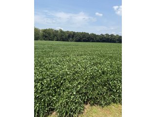 Property photo 43 - LAND AUCTION - 81.5+/-ACRES OFFERED IN 3 TRACTS IN ST JOSEPH COUNTY, MICHIGAN