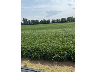 Property photo 42 - LAND AUCTION - 81.5+/-ACRES OFFERED IN 3 TRACTS IN ST JOSEPH COUNTY, MICHIGAN