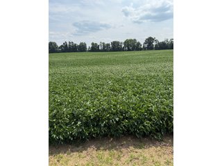 Property photo 41 - LAND AUCTION - 81.5+/-ACRES OFFERED IN 3 TRACTS IN ST JOSEPH COUNTY, MICHIGAN