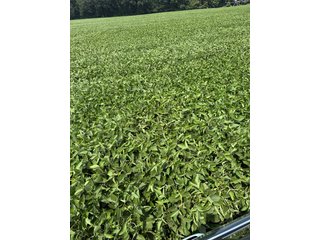 Property photo 37 - LAND AUCTION - 81.5+/-ACRES OFFERED IN 3 TRACTS IN ST JOSEPH COUNTY, MICHIGAN