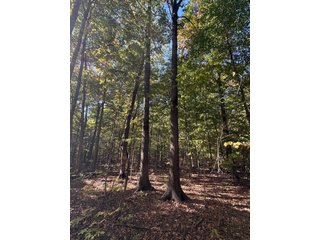 Property photo 62 - LAND AUCTION - 109.5+/- ACRES OFFERED IN 8 TRACTS IN ALLEN COUNTY, INDIANA