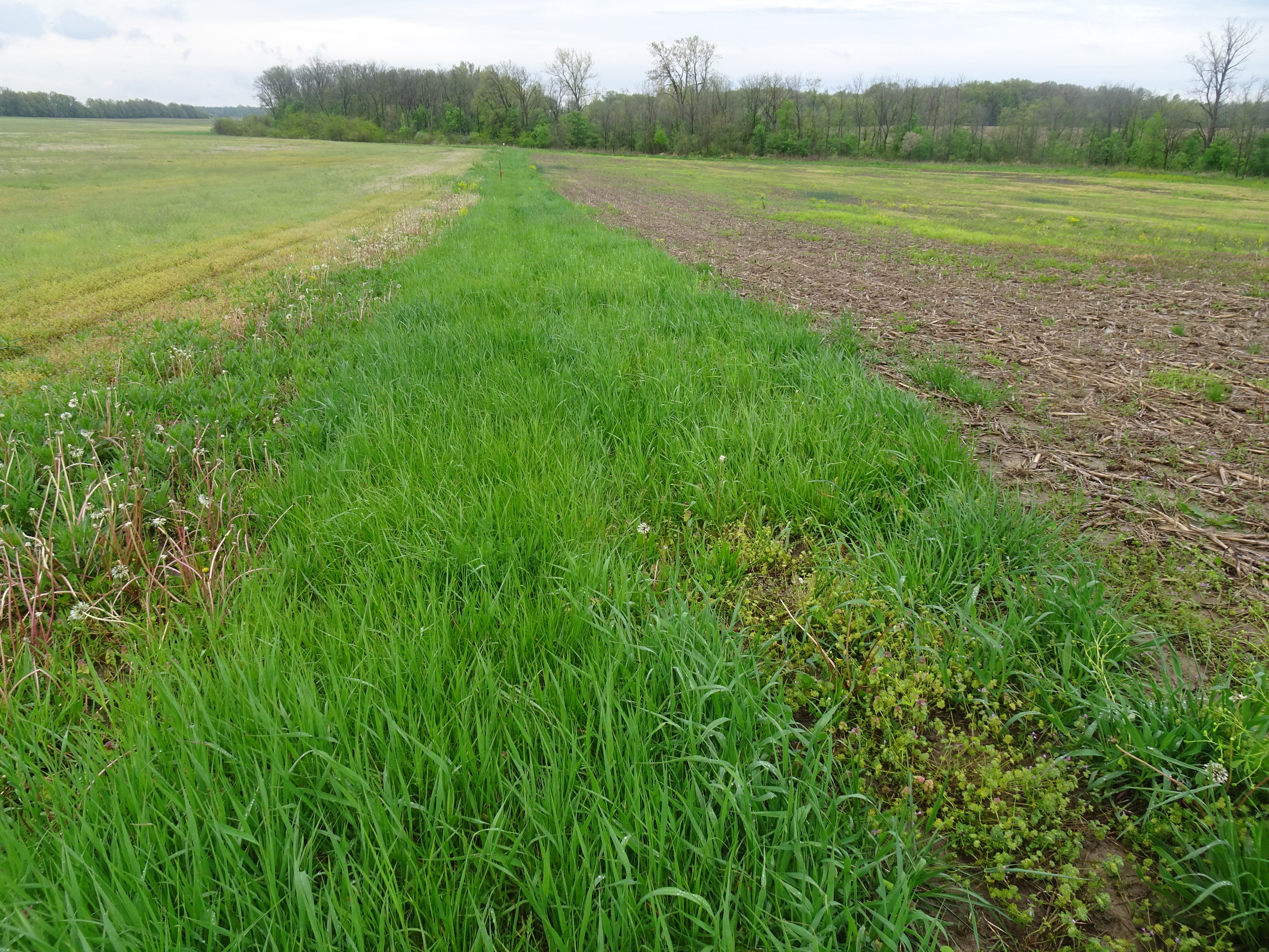 Access Looking South - 13.4+/- ACRE WOODS FOR SALE IN JAY COUNTY, INDIANA