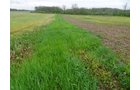 Access Looking South - 13.4+/- ACRE WOODS FOR SALE IN JAY COUNTY, INDIANA