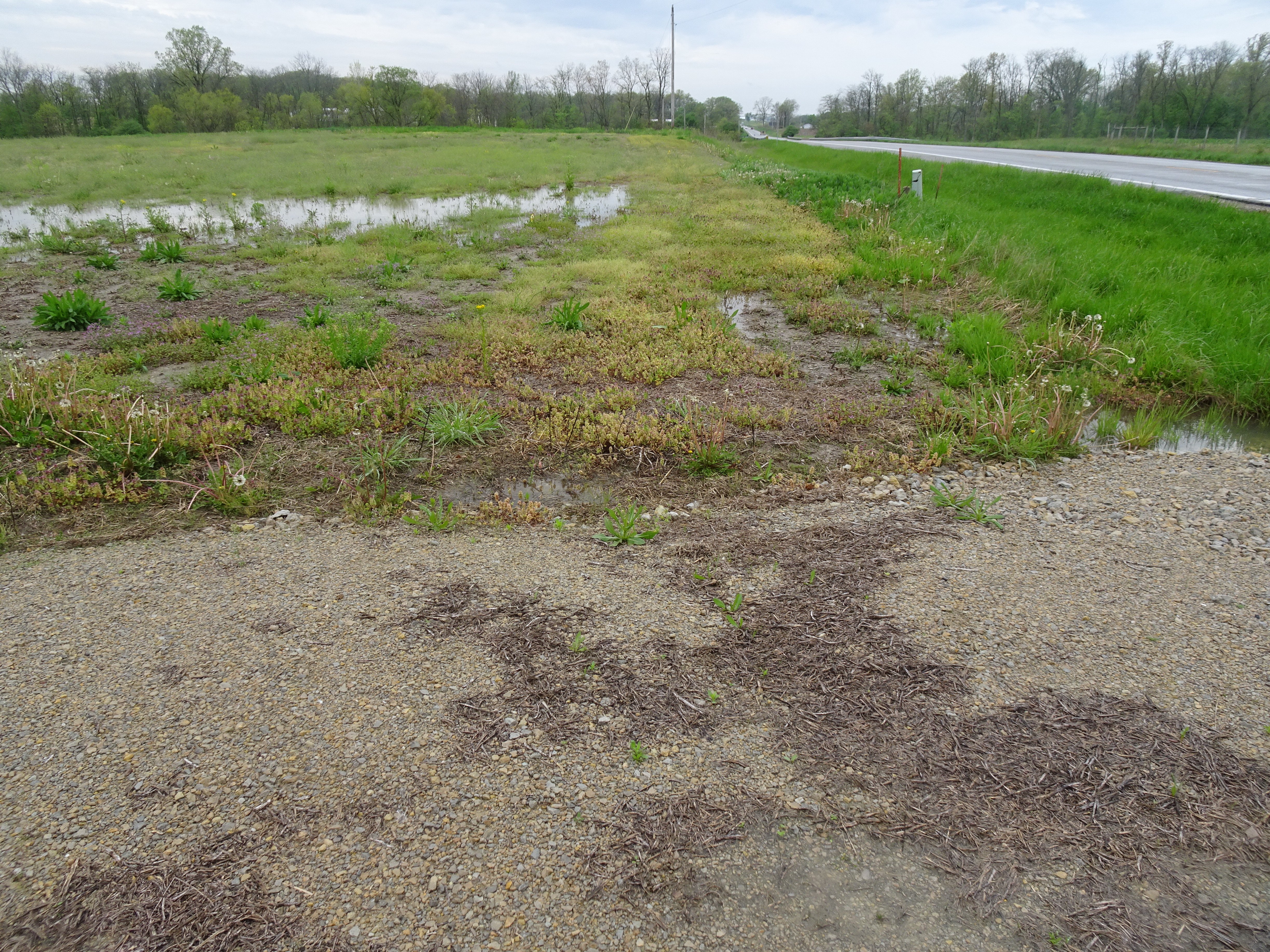 Access Looking West - 13.4+/- ACRE WOODS FOR SALE IN JAY COUNTY, INDIANA