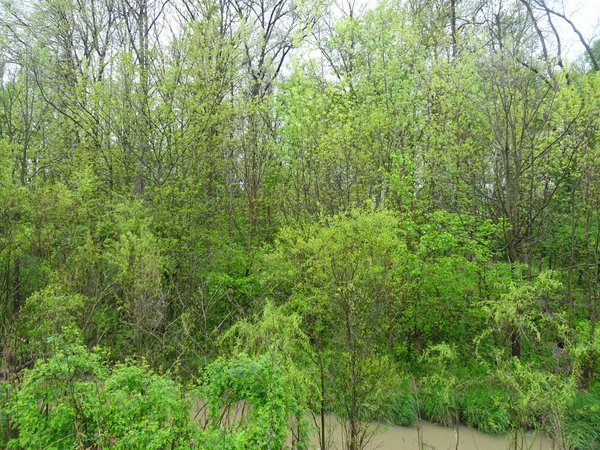 For sale: 13.4+/- ACRE WOODS FOR SALE IN JAY COUNTY, INDIANA - 1675 W Hwy 18, Bryant, IN  47326
