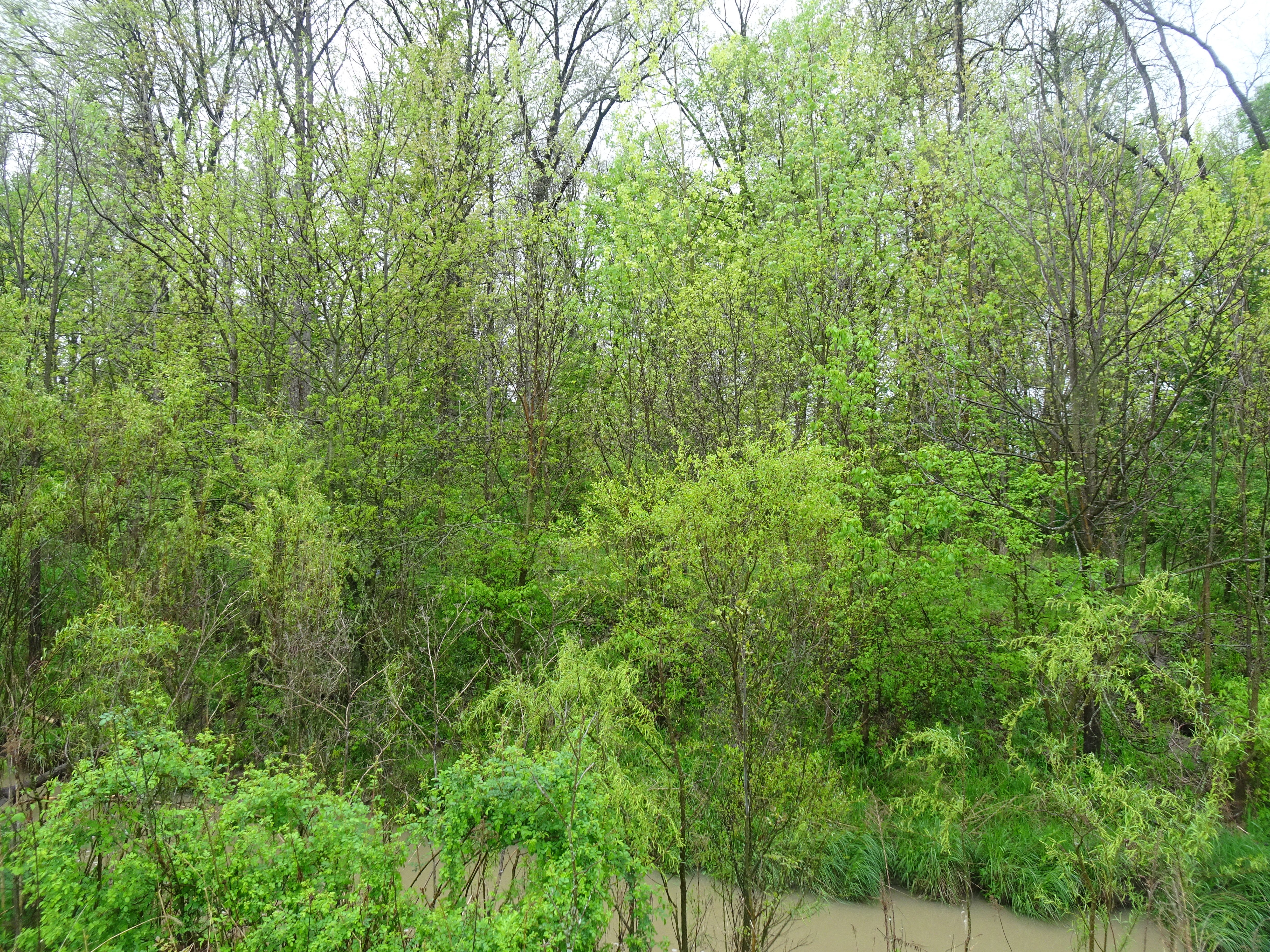 Woods - 13.4+/- ACRE WOODS FOR SALE IN JAY COUNTY, INDIANA