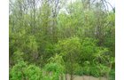 Woods - 13.4+/- ACRE WOODS FOR SALE IN JAY COUNTY, INDIANA