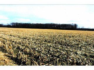 A 74+/- acre parcel of land with 51.35 acres tillable. This tract has 8+/- acres wooded and 9.87 acres in CRP programs. There is a small ditch on this property.
This parcel of land has frontage on CR 800S. - 74+/- ACRES FOR SALE IN STARKE COUNTY INDIANA